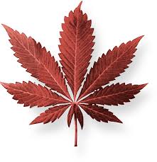Soft drugs, addiction, and legalization: What can Canada learn from other countries?